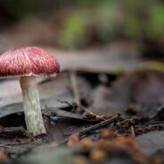 II Workshop 1000 Genomas: Ciencia genómica para conservar la biodiversidad: El futuro está en el ADN