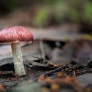 II Workshop 1000 Genomas: Ciencia genómica para conservar la biodiversidad: El futuro está en el ADN