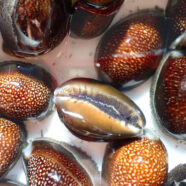 1000 Genomas secuenciará el genoma de dos especies en peligro de extinción de Rapa Nui