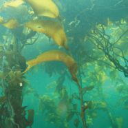 El Amazonas del océano: Descubren bosques submarinos que capturan carbono en Chile